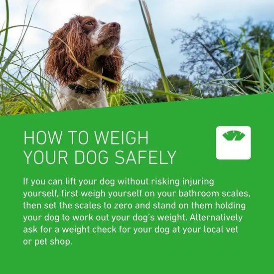 FRONTLINE Plus Flea & Tick Treatment for Large Dogs 20–40kg | 6 Pipettes